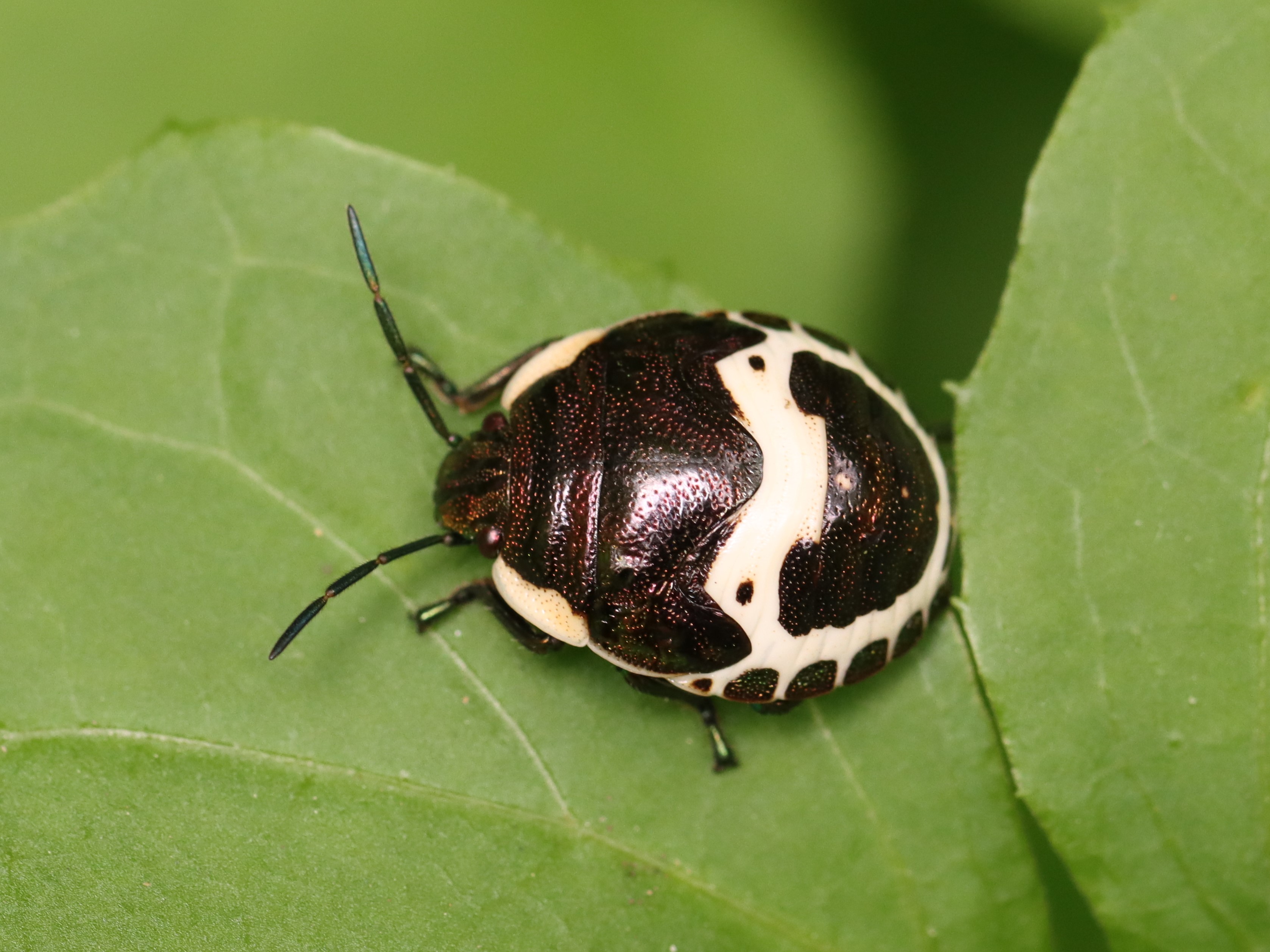 アカスジキンカメムシ